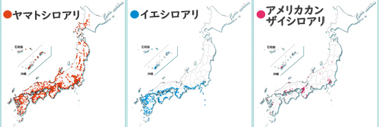 大阪でシロアリ駆除を【安く・・の画像