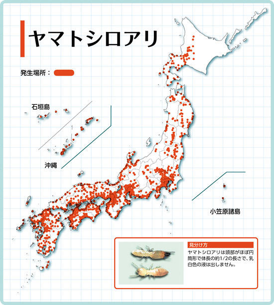 シロアリ駆除費用に地域差は・・の画像