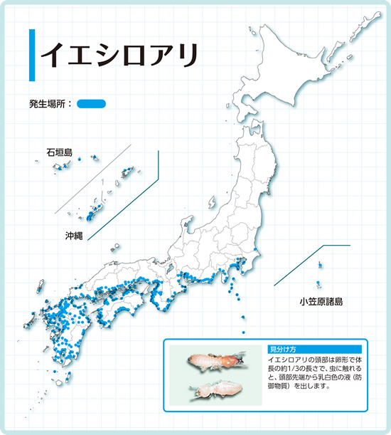 シロアリ駆除費用に地域差は・・の画像