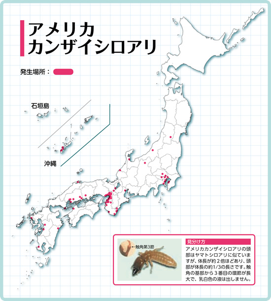 シロアリ駆除費用に地域差は・・の画像